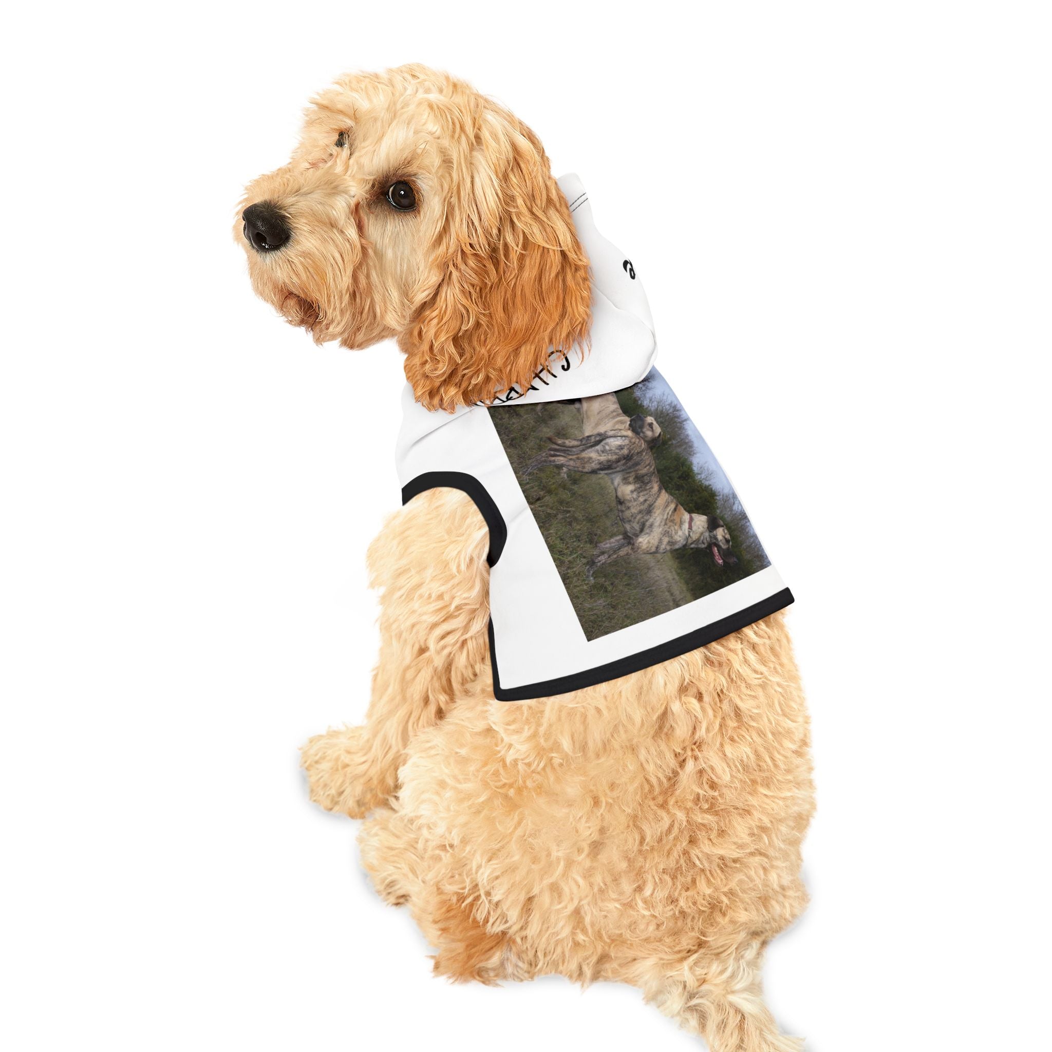 Cimarrón raza autóctona de Uruguay .Stylish Pet Hoodie for Cozy Warmth, Dog Owners, Pet Lovers Gift, Must-Have Dog Apparel, Winter Outfit, Cute Pet Wear