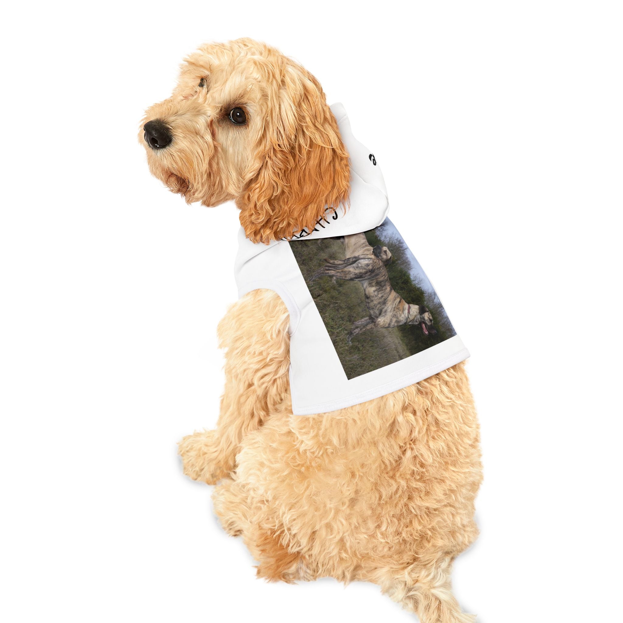 Cimarrón raza autóctona de Uruguay .Stylish Pet Hoodie for Cozy Warmth, Dog Owners, Pet Lovers Gift, Must-Have Dog Apparel, Winter Outfit, Cute Pet Wear